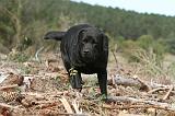 LABRADOR 145